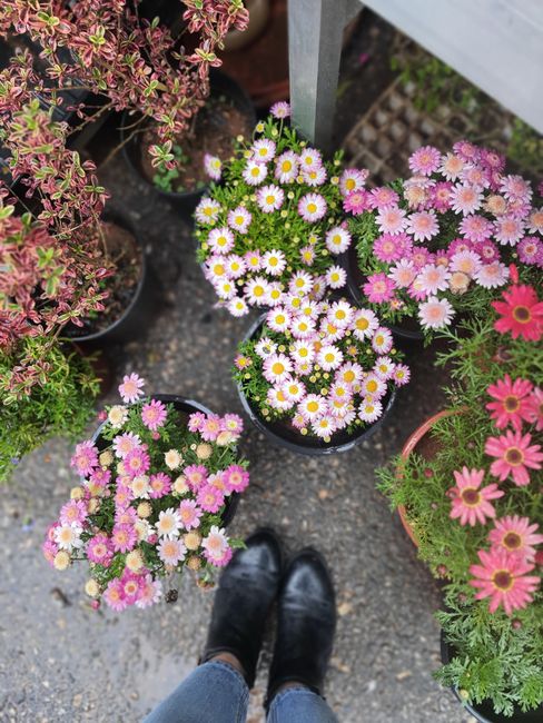 A collection of potted flowers arranged outdoors, including a cluster of white daisies with yellow centers and pink daisies with darker centers, surrounded by green foliage. The plants are placed on a