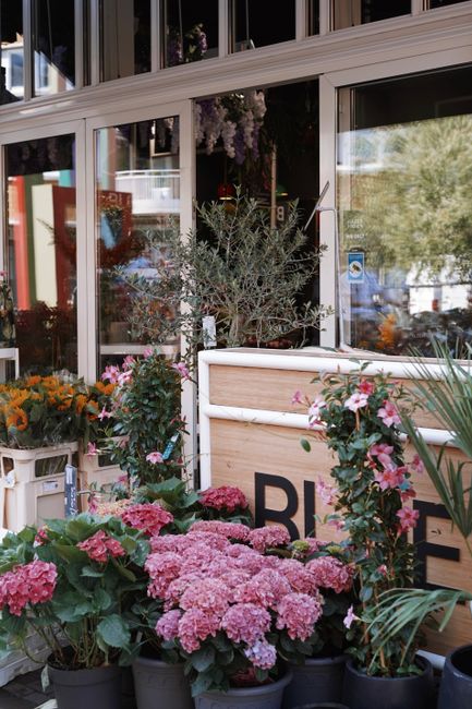 A vibrant display of flowering plants situated outside a flower shop, showcasing a variety of colorful blooms including pink hydrangeas in pots at the foreground, pink and white flowering shrub climbe