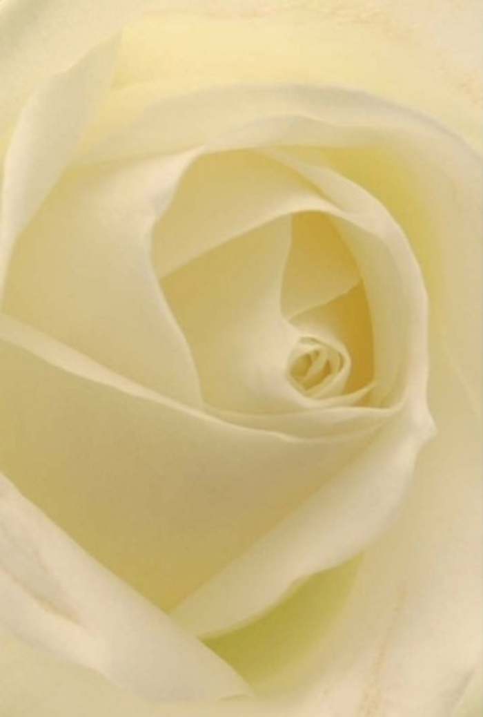 Seen up close, this creamy white rose is the epitome of tranquility and subtle luxury, glowing softly against the diffused East Dulwich daylight. Silky petals spiral tightly at the center, gradually unfurling to create a seamless transition from pale cream to nearly transparent ivory at the edges-mirroring the soft, misty mornings familiar to those strolling past East Dulwich's beloved shops and parks. Hints of shadow provide gentle depth, while every fold and contour is rendered in stunning detail, as though each was painted by hand. The mood is serene yet quietly powerful, exuding the kind of elegant resilience perfect for weddings, apologies, or momentous milestones celebrated here in the local community. The barely-there fragrance seems to hang in the air, evoking freshly cut blooms from a flower market near North Cross Road. As an East Dulwich florist, I've found that such roses bring solace or joy in equal measure-they're as fitting for commemorations and goodbyes as for new beginnings. This floral masterpiece represents not only the beauty of nature but the meticulous care and emotional resonance behind every bouquet we send across East Dulwich and its neighboring streets. The rose is both a visual and a sensory gift, ready to be woven into personal stories and cherished memories.